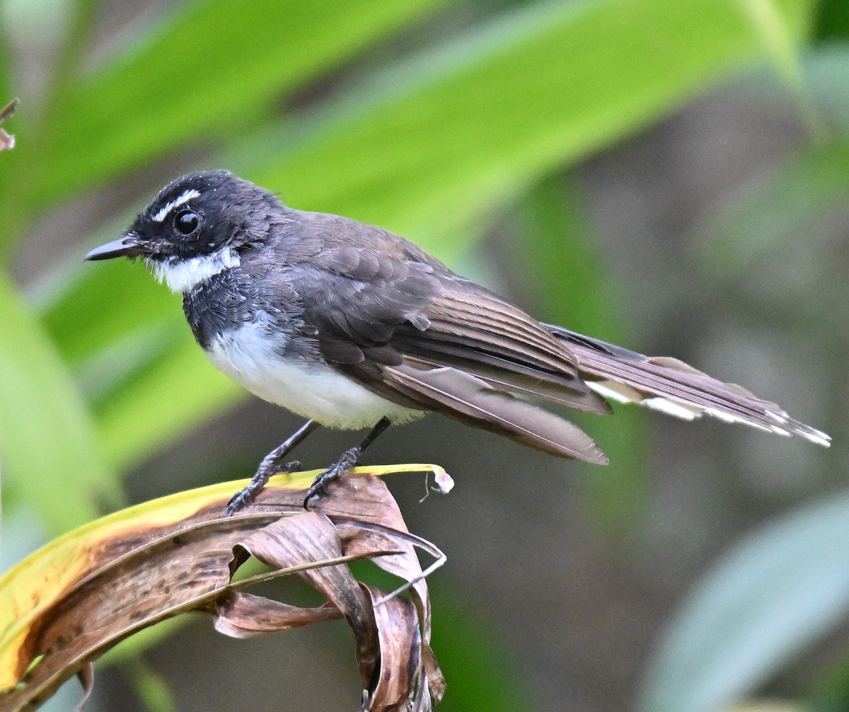 Malaysian Pied-Fantail - ML641963694