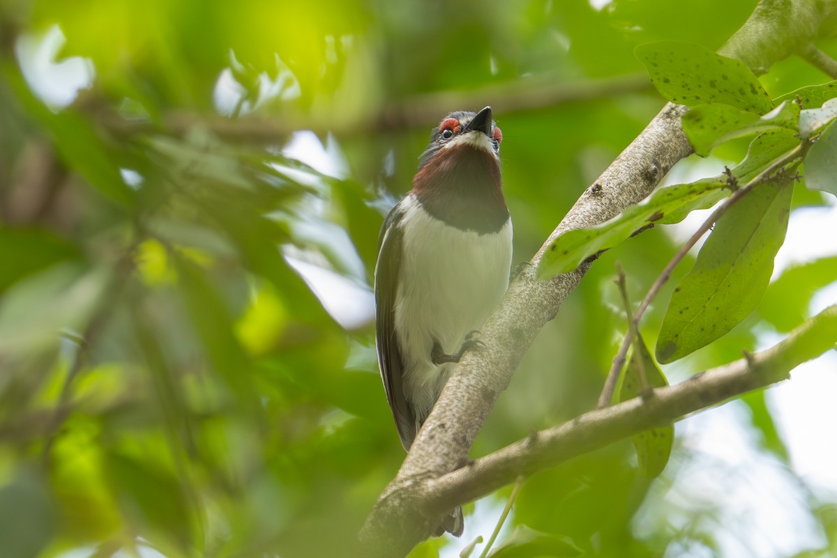 Brown-throated Wattle-eye - ML641963695