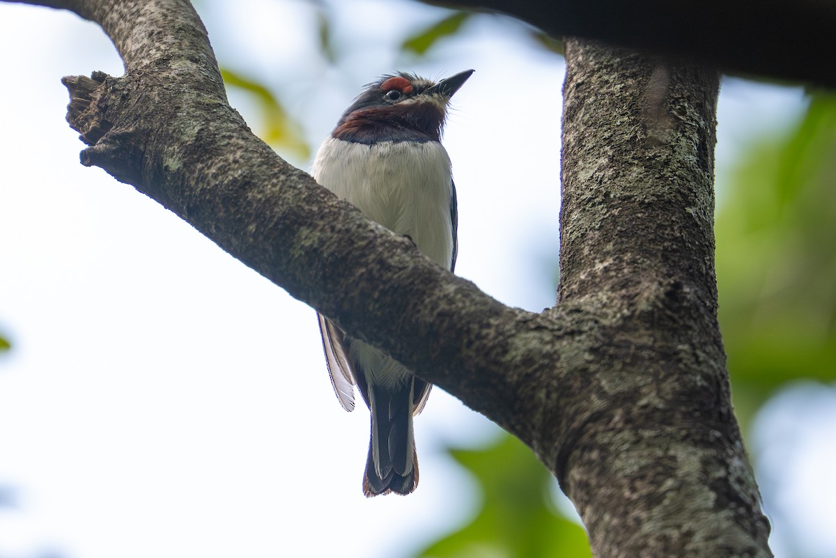 Brown-throated Wattle-eye - ML641963696