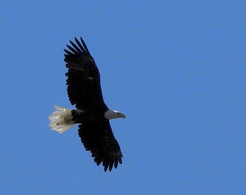 Bald Eagle - ML641963697