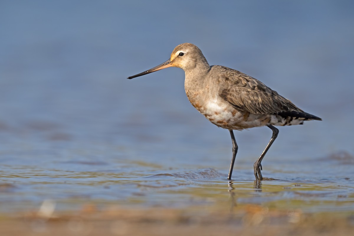Hudsonian Godwit - ML641963699
