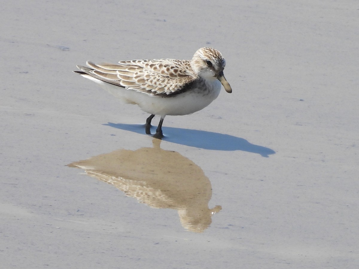 Semipalmated Sandpiper - ML641963700