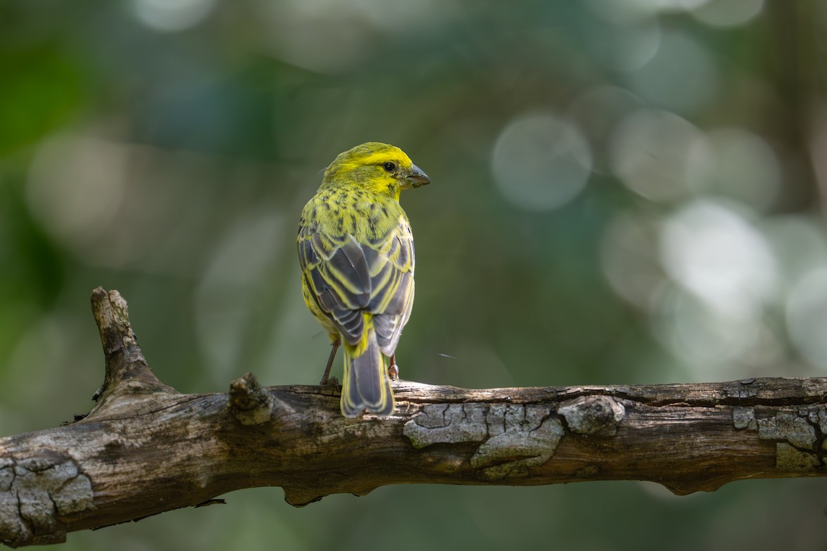 White-bellied Canary - ML641963702