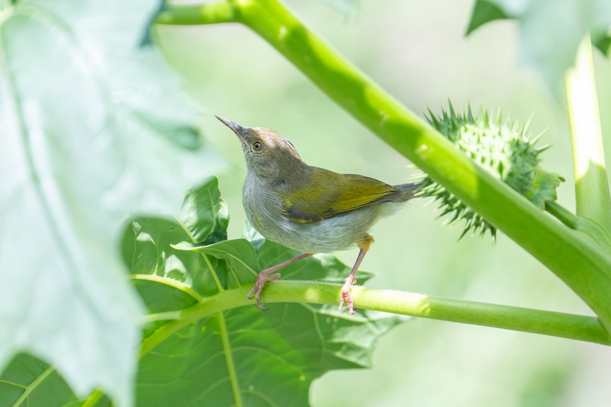 Green-backed Camaroptera - ML641963704