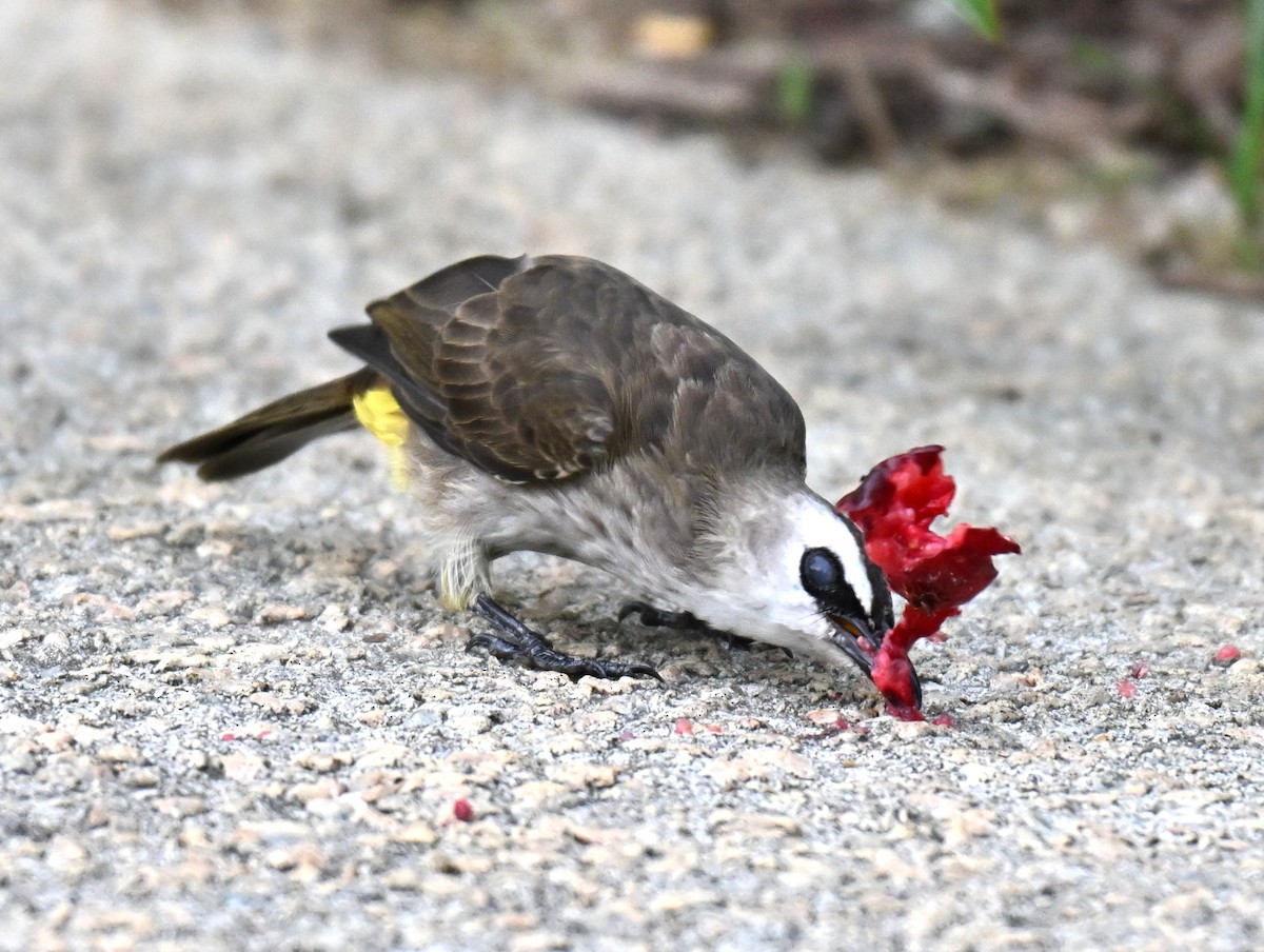Yellow-vented Bulbul - ML641963724