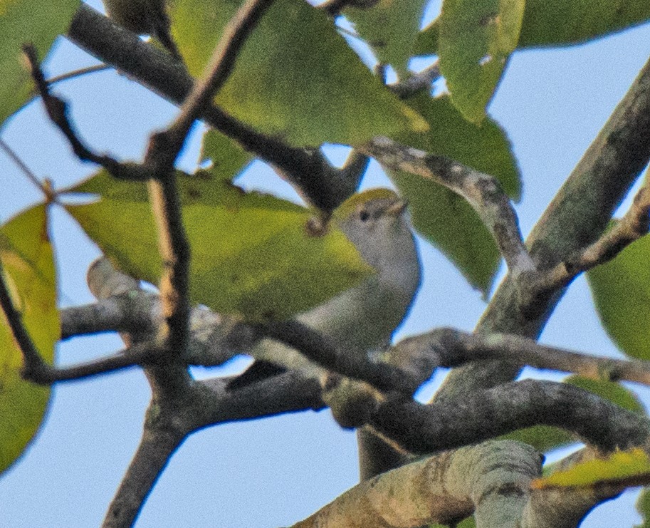Chestnut-sided Warbler - ML641963727