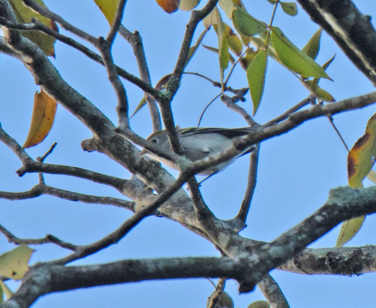Chestnut-sided Warbler - ML641963728