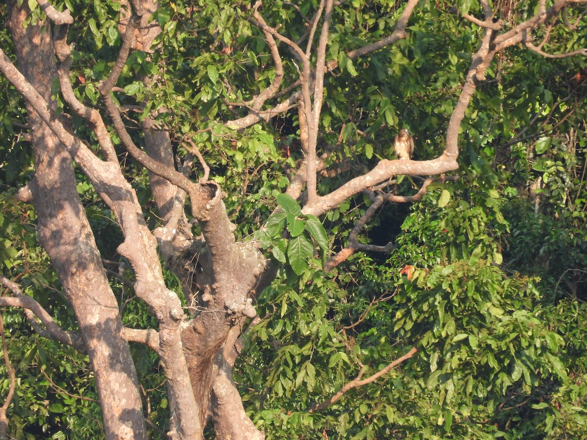 Pygmy Eagle - ML641963729