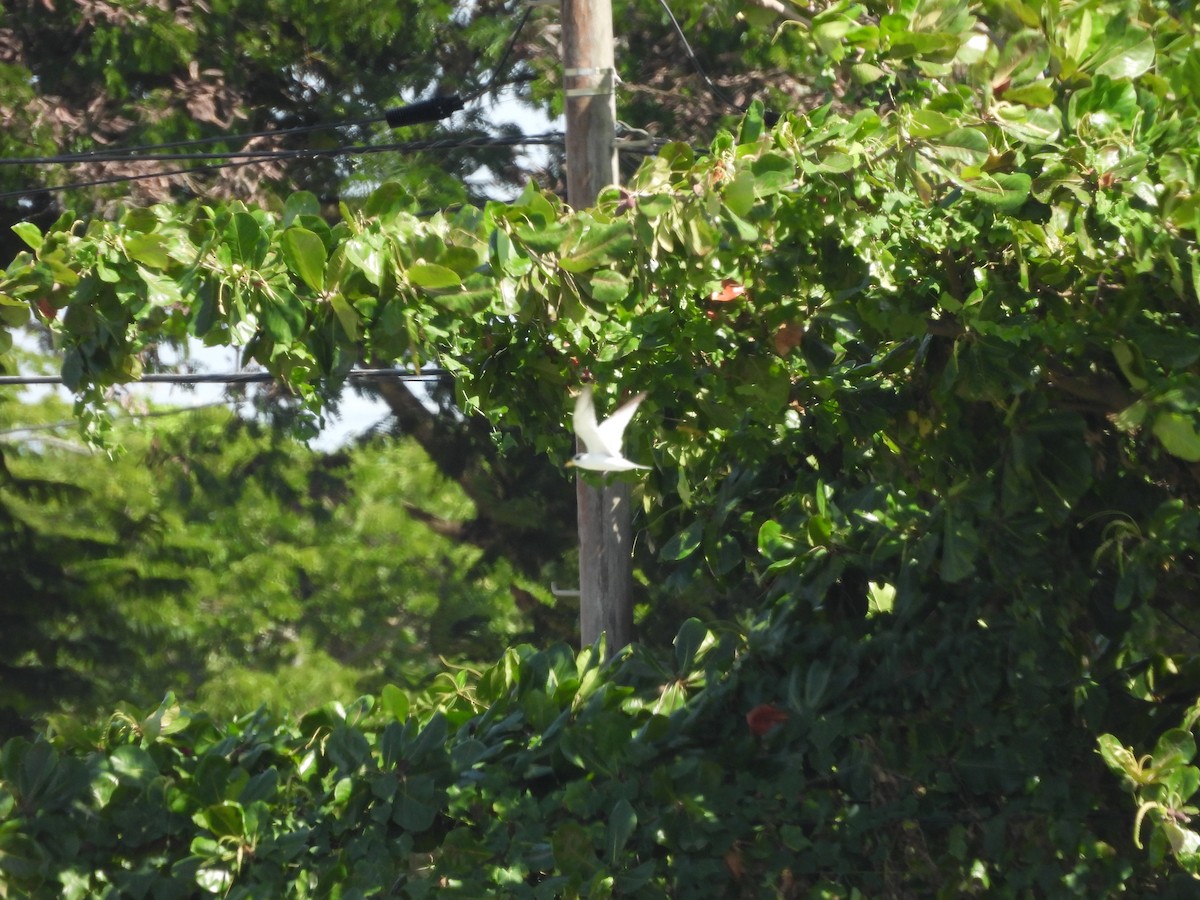 Yellow-billed Tern - ML641963730