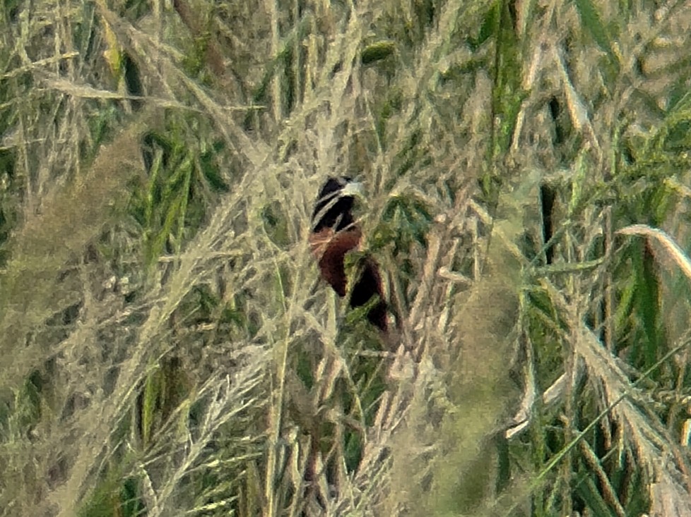 Chestnut Munia - ML641963743