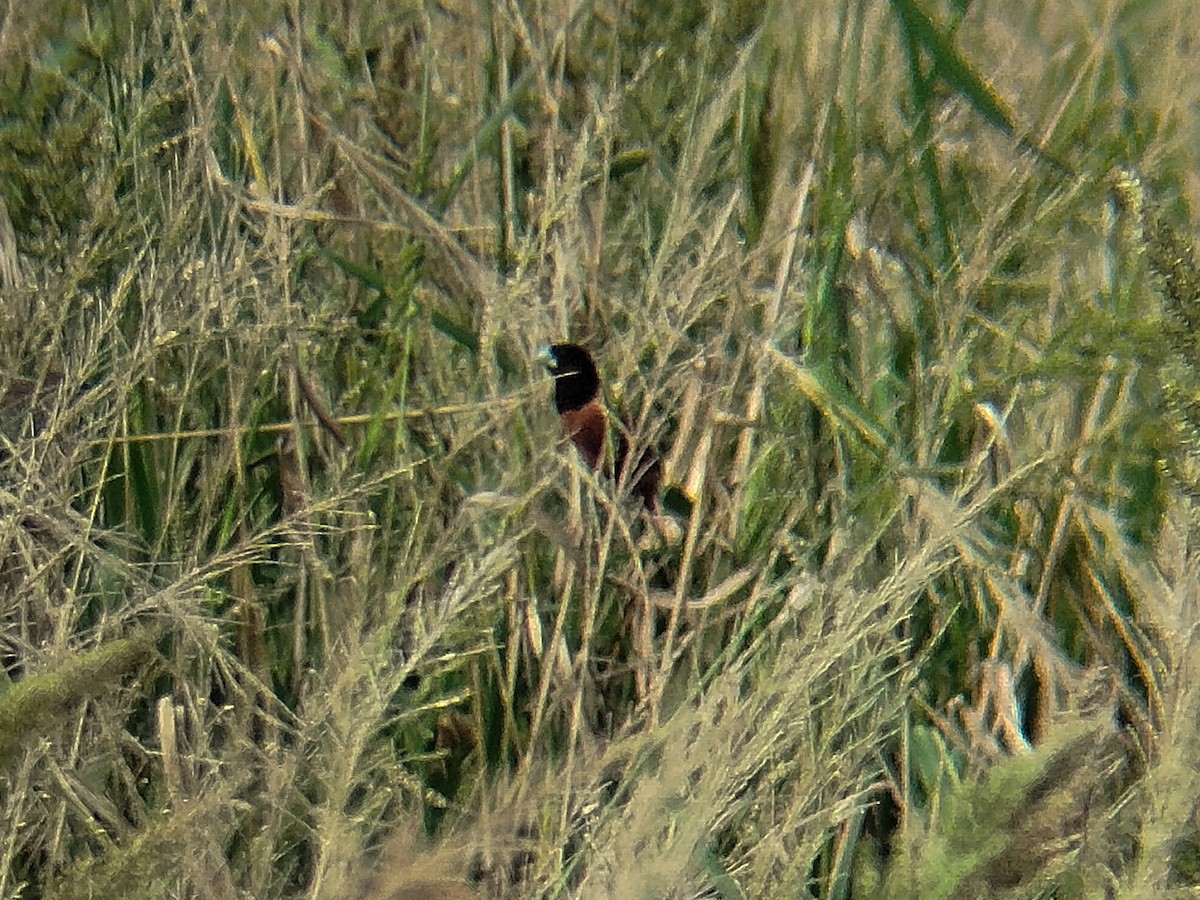 Chestnut Munia - ML641963744