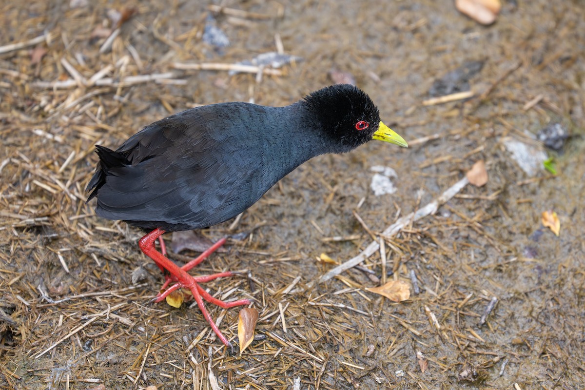 Black Crake - ML641963752
