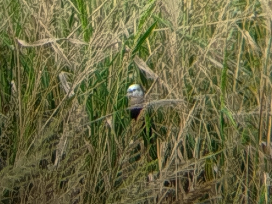 White-headed Munia - ML641963753