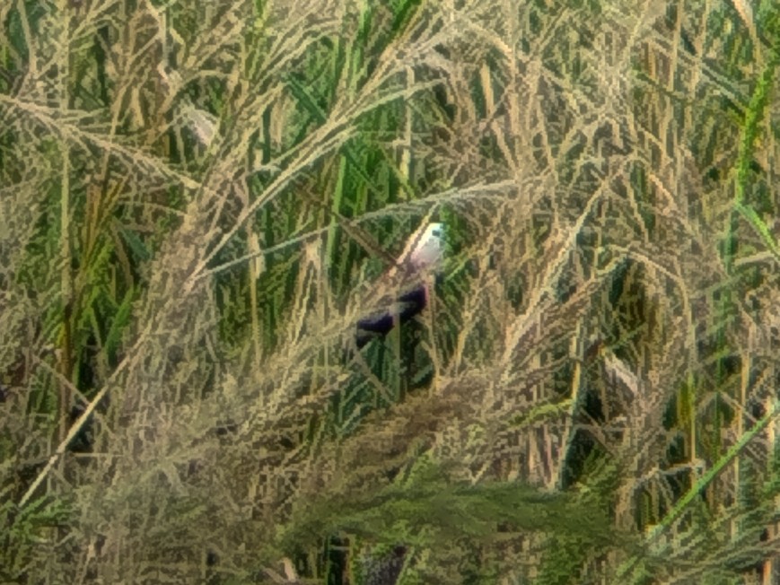 White-headed Munia - ML641963754