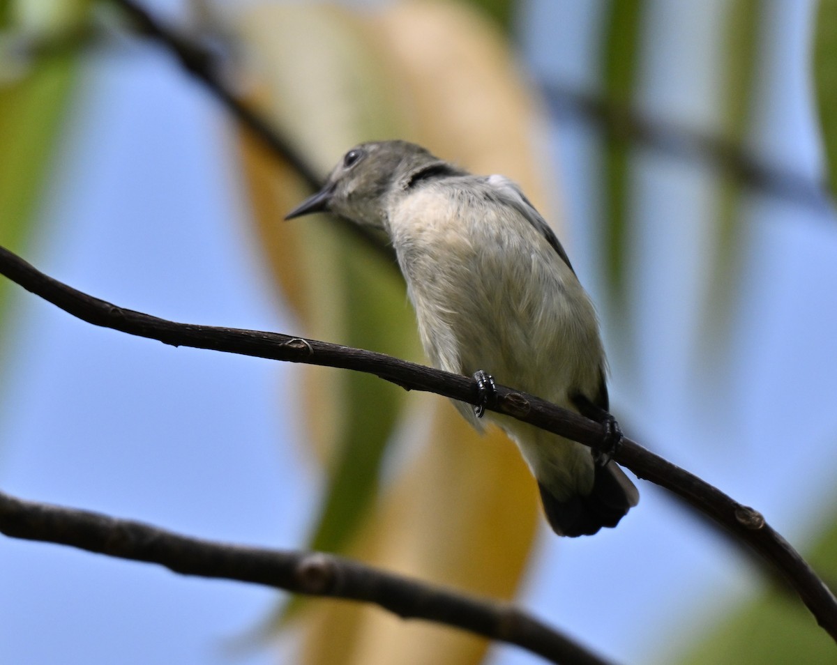 Scarlet-backed Flowerpecker - ML641963757