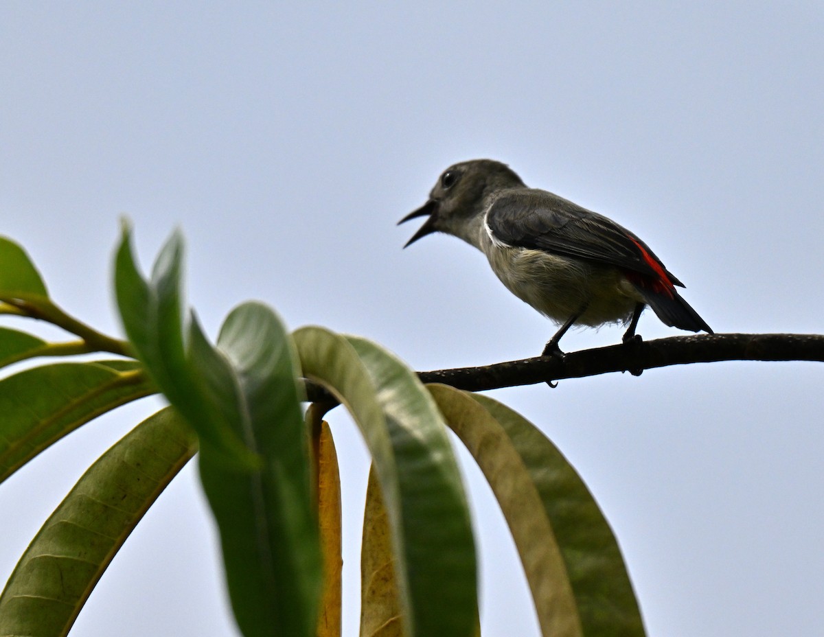 Scarlet-backed Flowerpecker - ML641963758