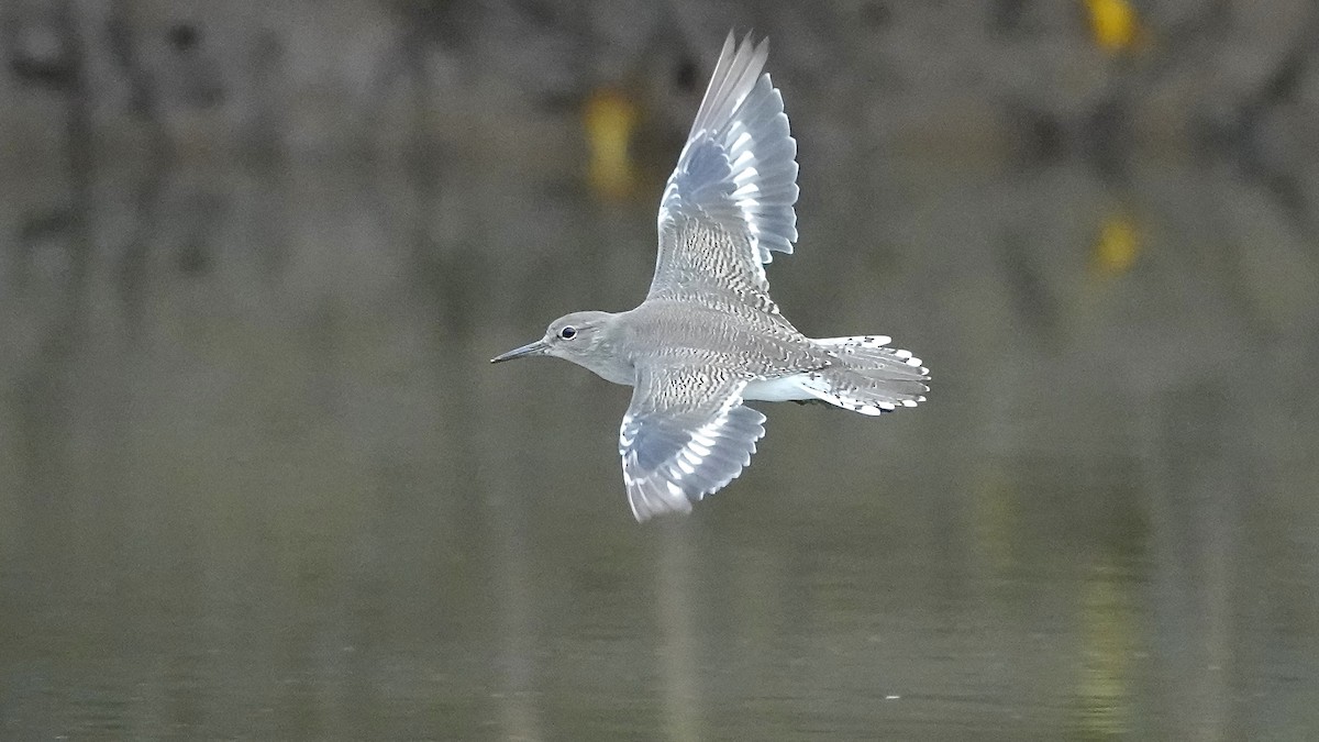 strandsnipe - ML641963763