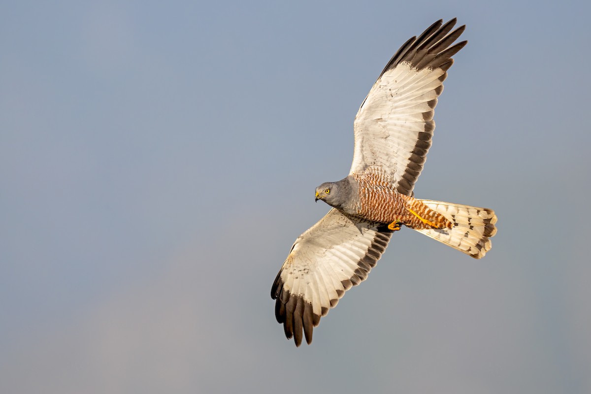 Cinereous Harrier - ML641963764