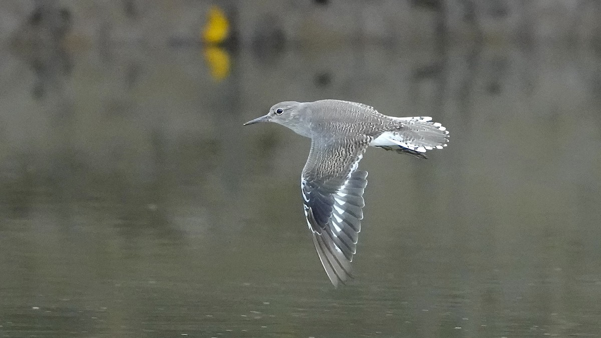 strandsnipe - ML641963767