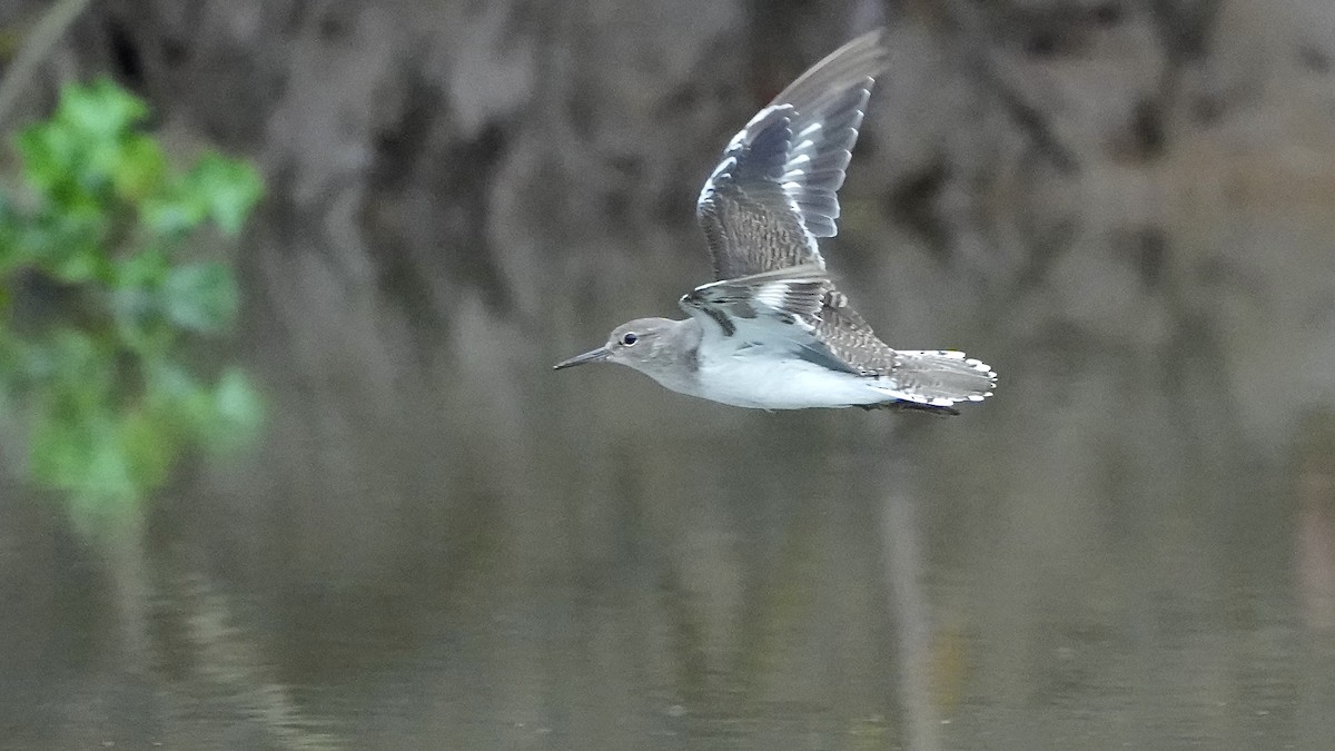 strandsnipe - ML641963768