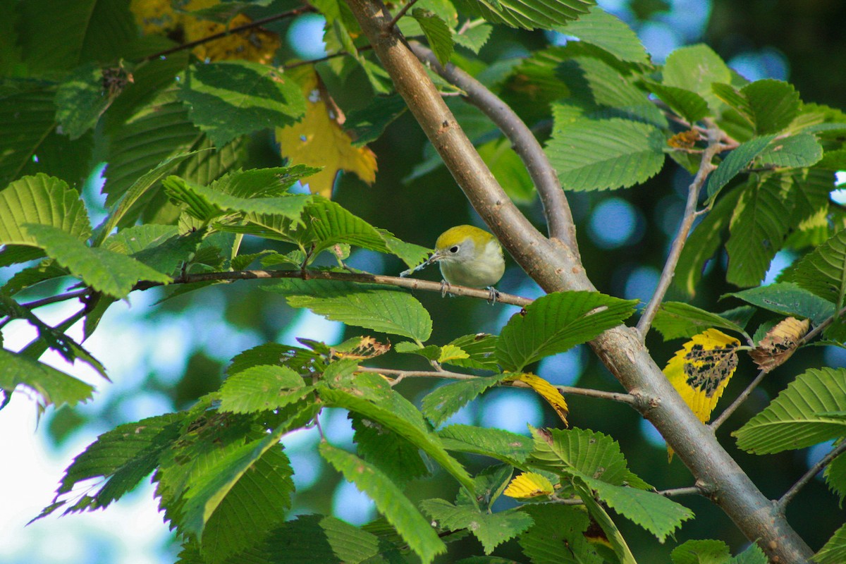 Chestnut-sided Warbler - ML641963772