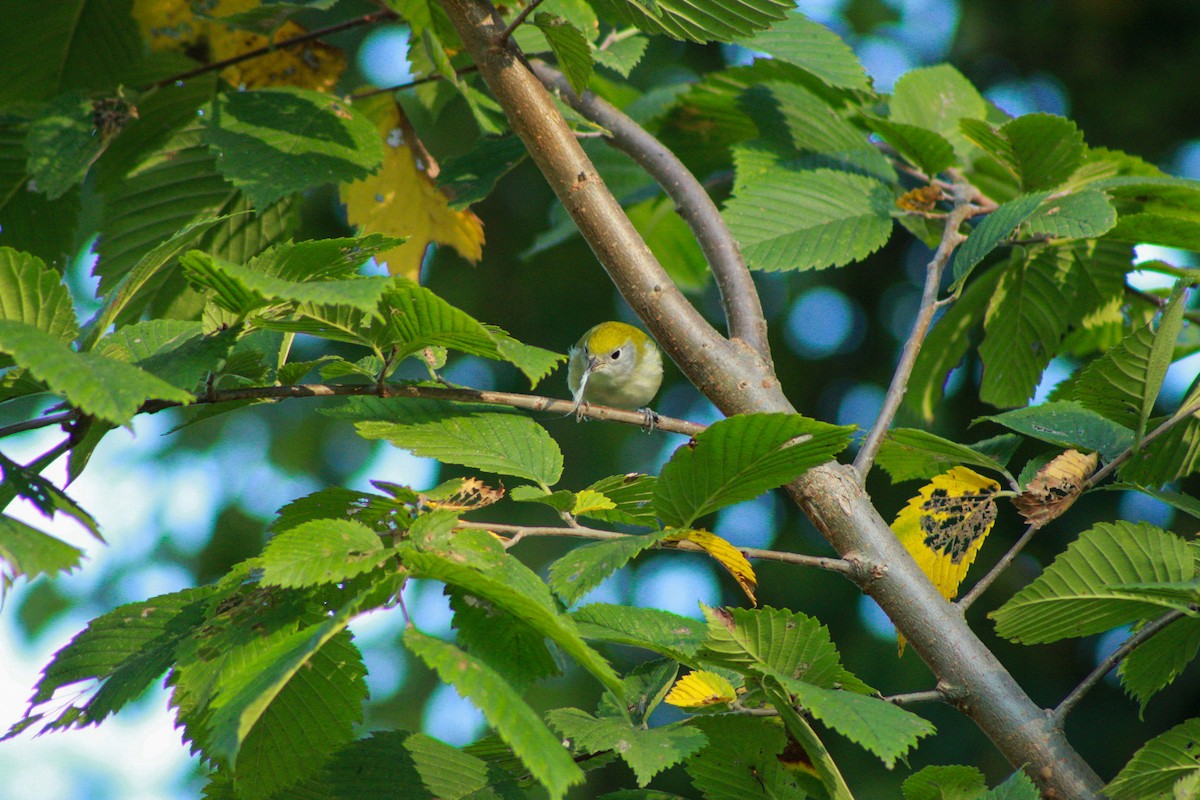 Chestnut-sided Warbler - ML641963773