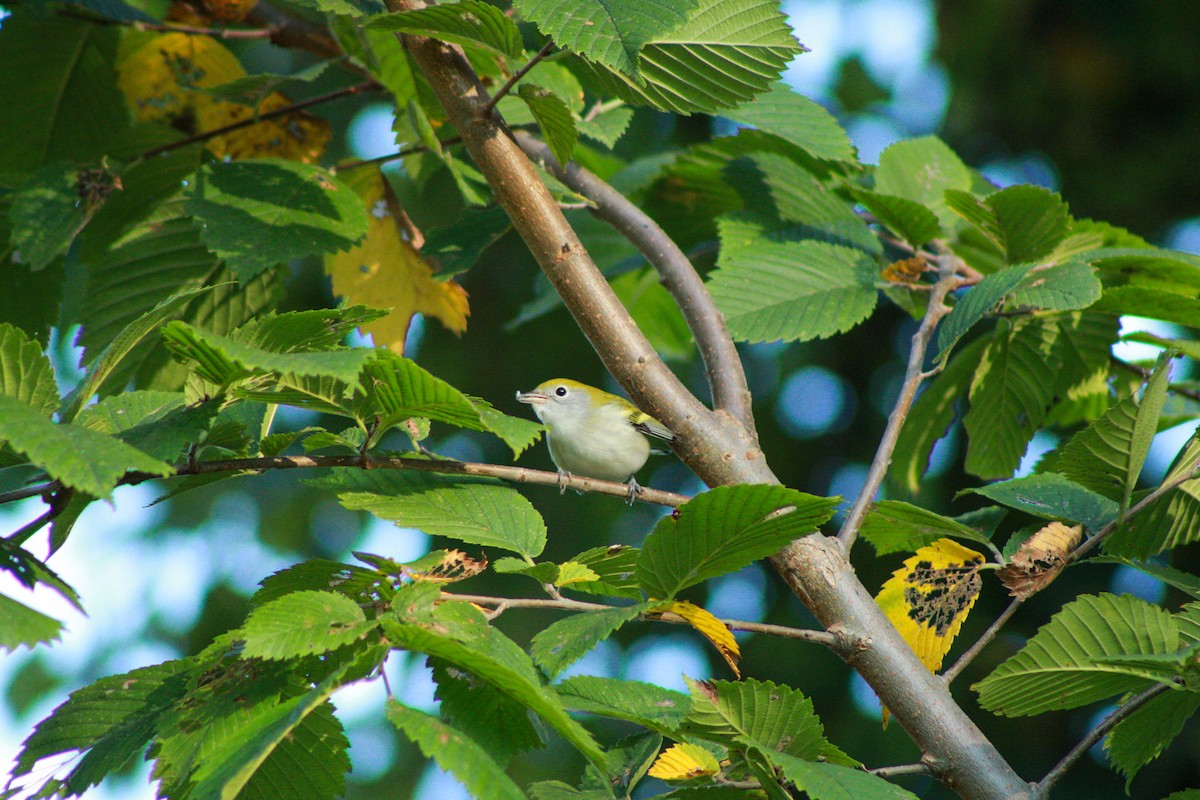 Chestnut-sided Warbler - ML641963774