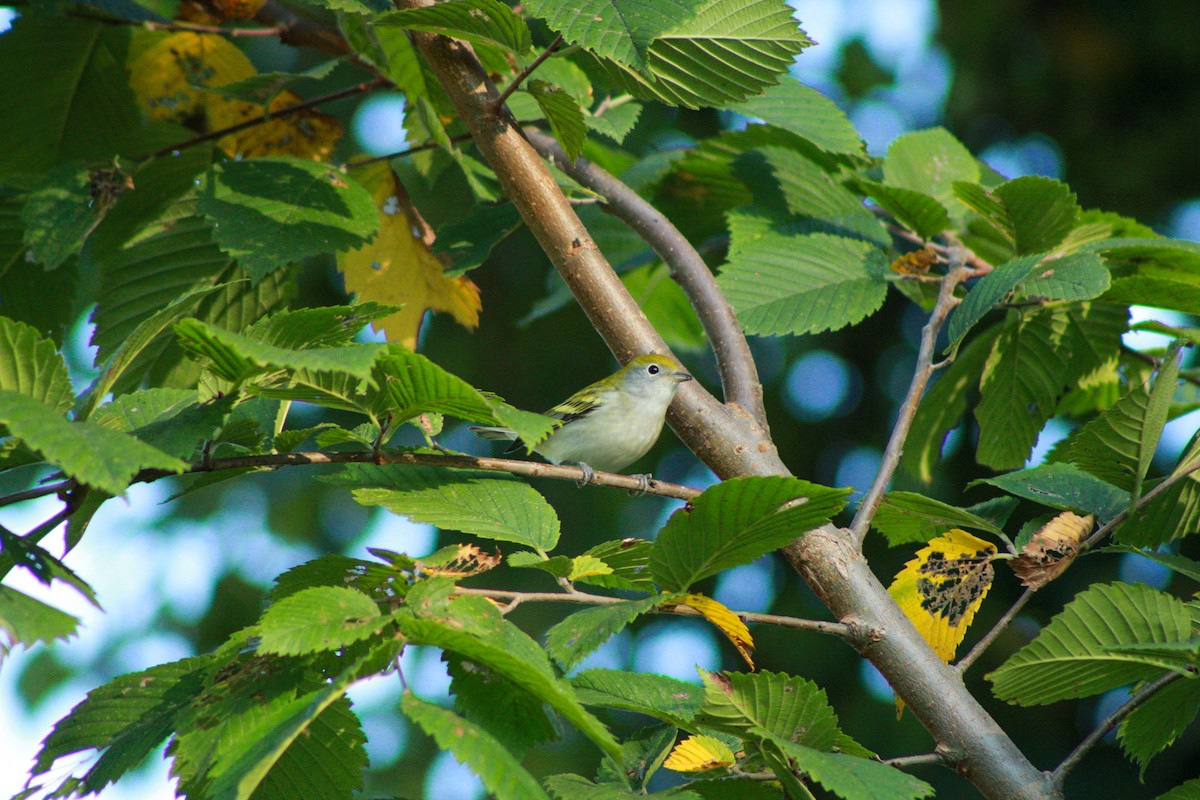 Chestnut-sided Warbler - ML641963775