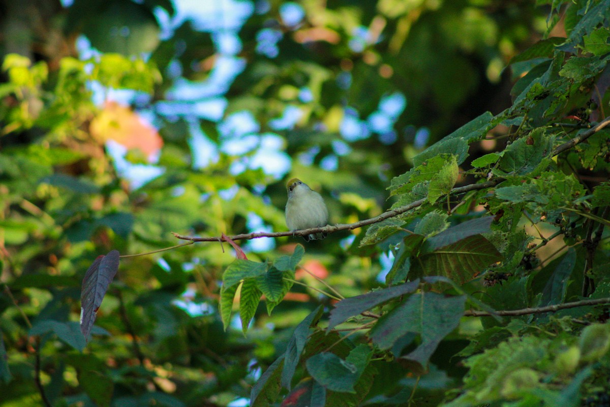 Chestnut-sided Warbler - ML641963776