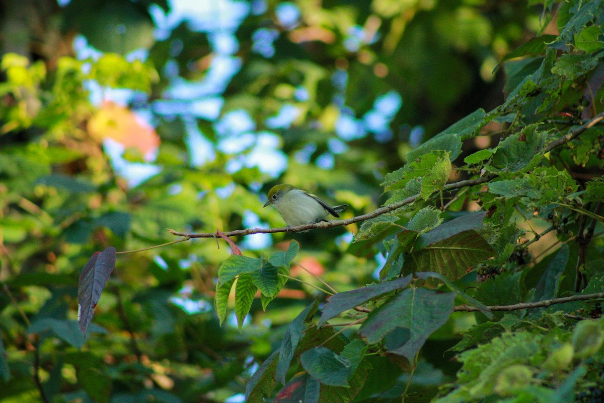 Chestnut-sided Warbler - ML641963778