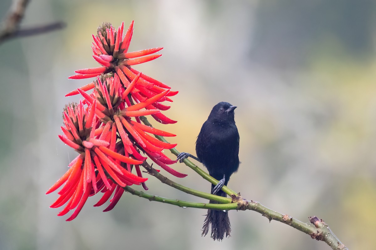 Variable Oriole - ML641963782