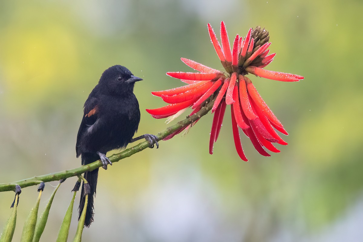Variable Oriole - ML641963783
