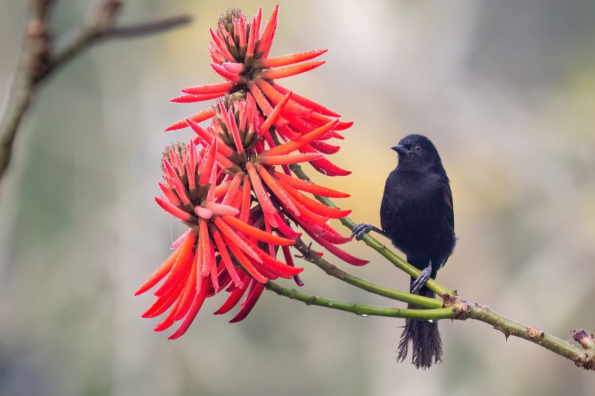 Variable Oriole - ML641963784