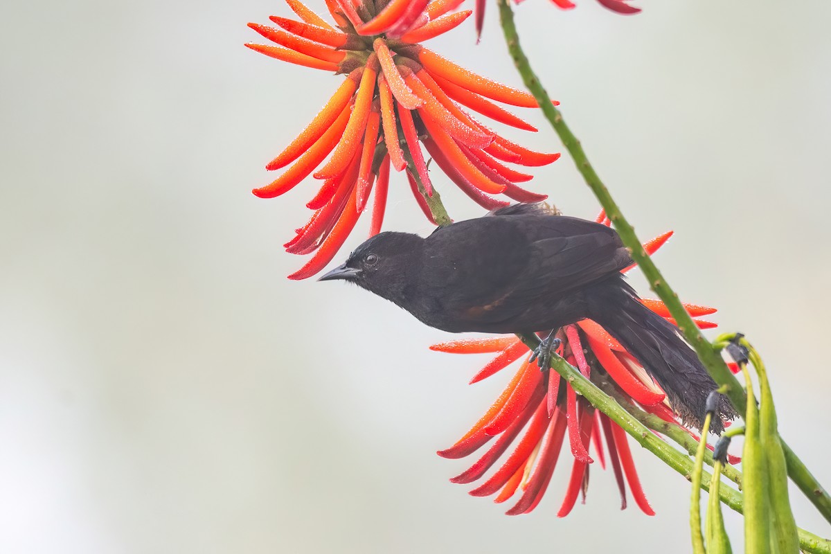 Variable Oriole - ML641963786