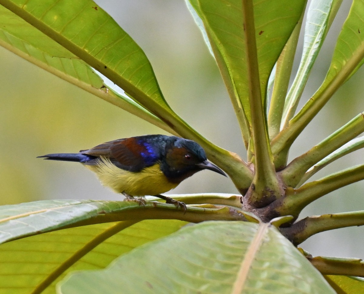 Brown-throated Sunbird - ML641963787