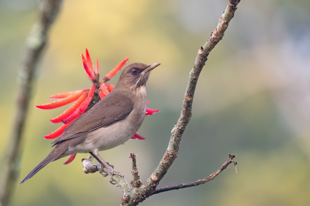 Creamy-bellied Thrush - ML641963799