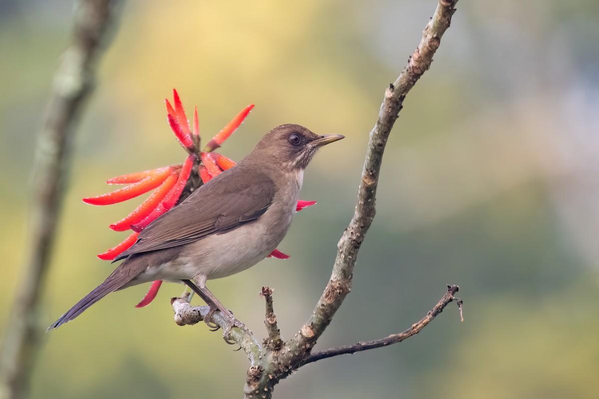 Creamy-bellied Thrush - ML641963800