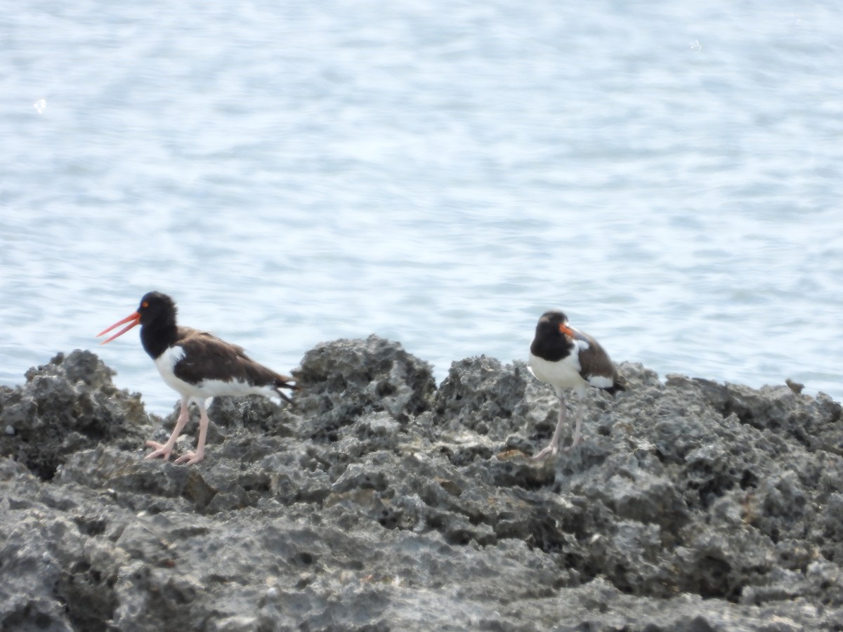American Oystercatcher - ML641963804