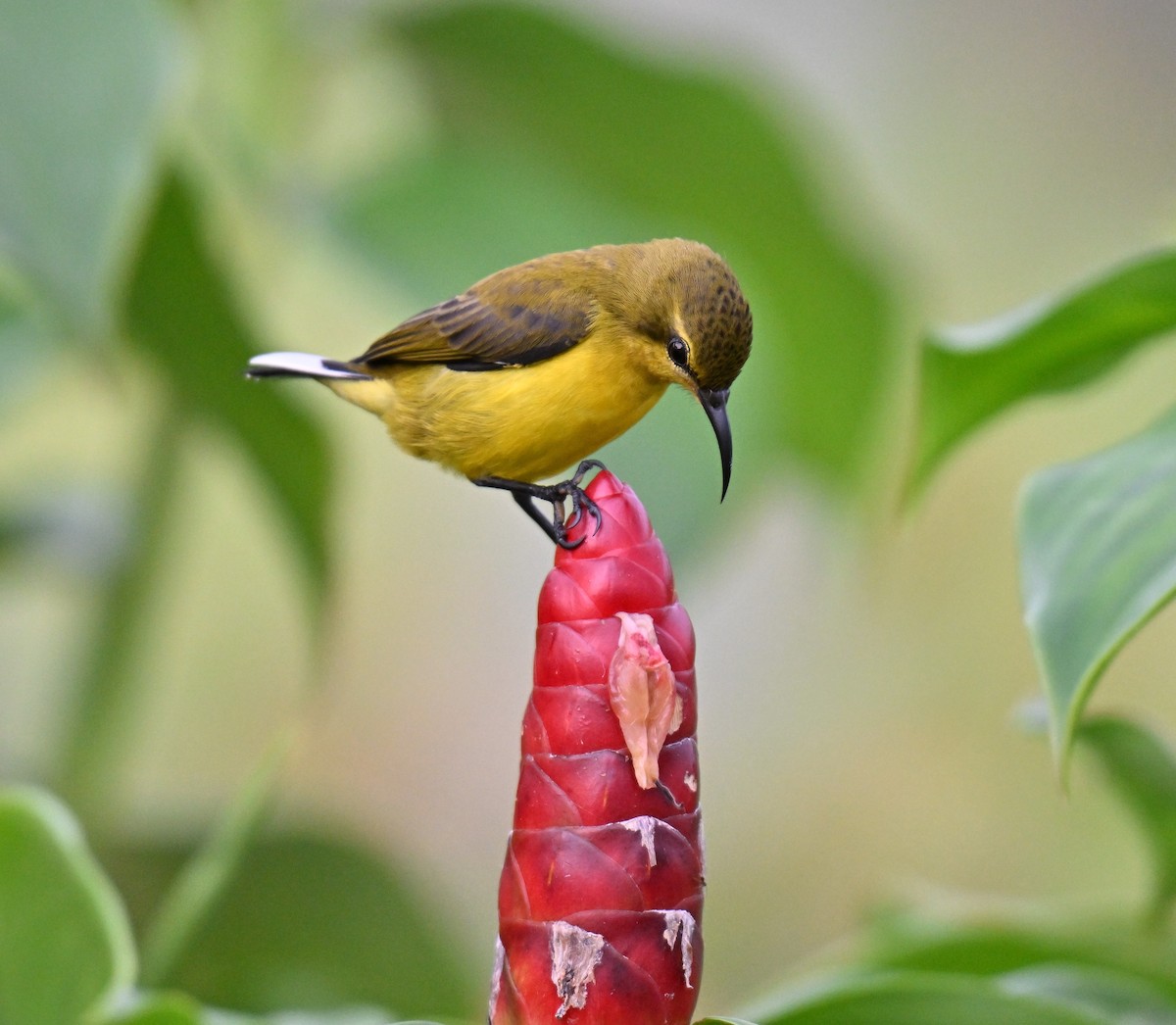Ornate Sunbird - ML641963808