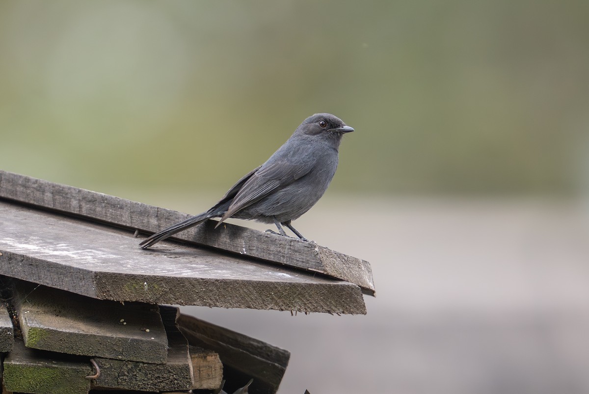 Northern Black-Flycatcher - ML641963810