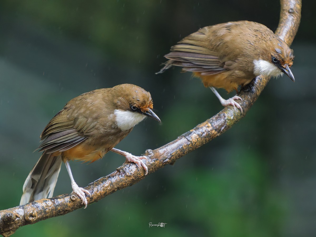 White-throated Laughingthrush - ML641963811