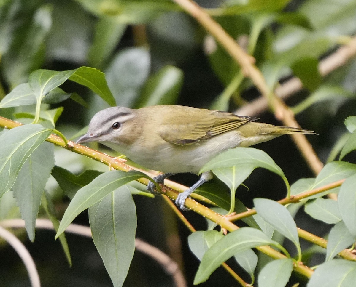 Rotaugenvireo - ML641963812