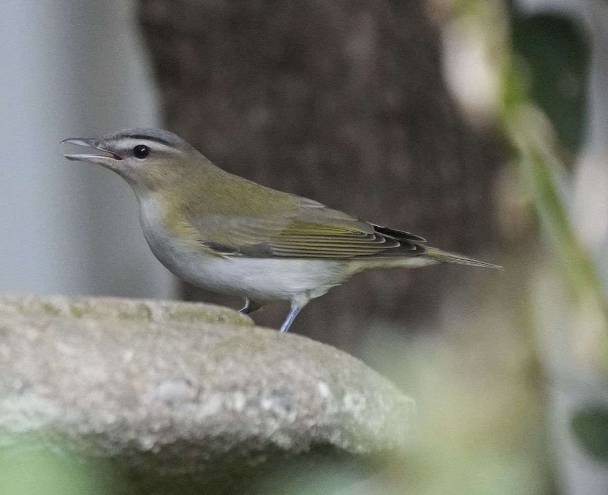 Rotaugenvireo - ML641963813