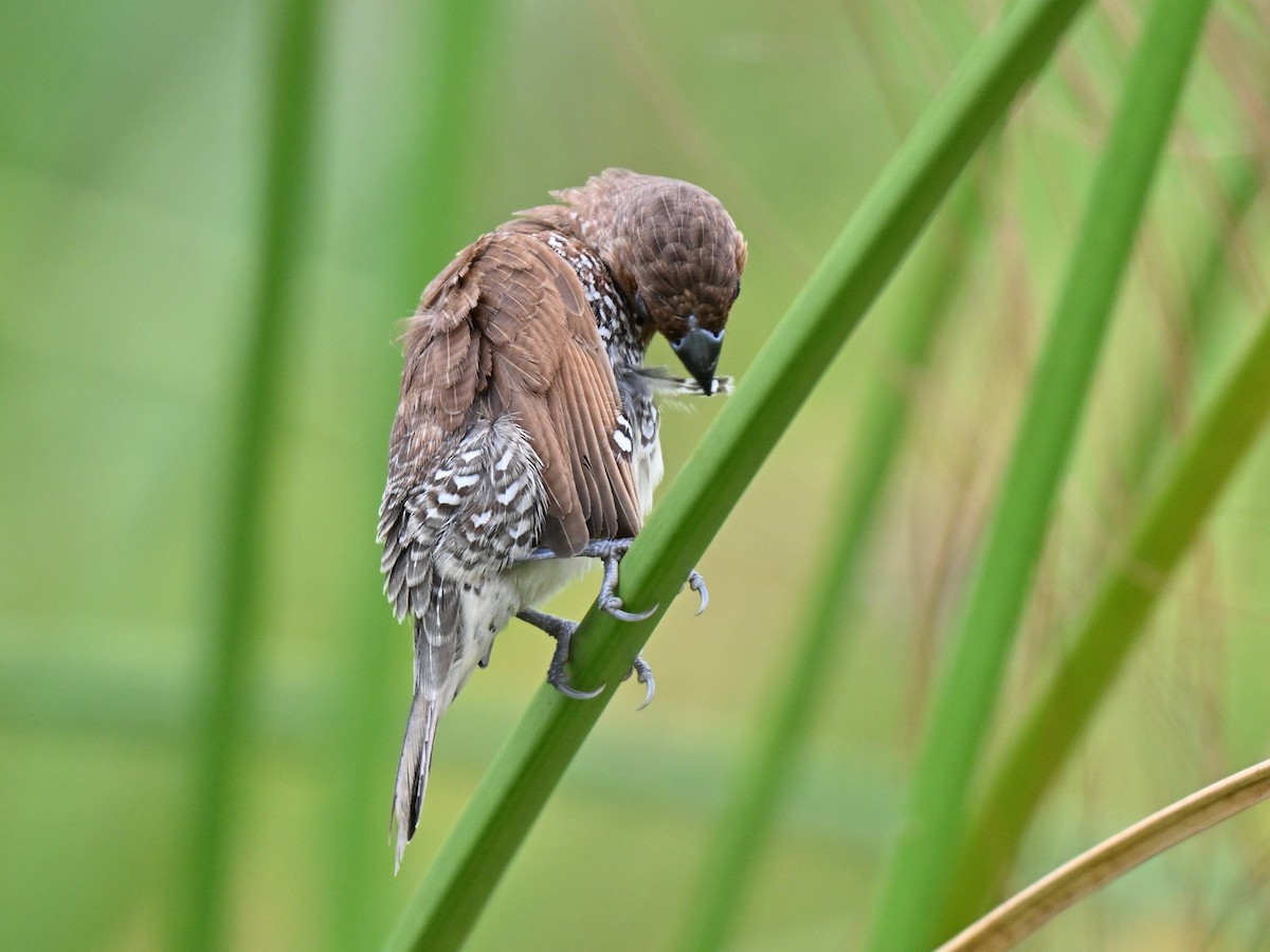 Scaly-breasted Munia - ML641963815