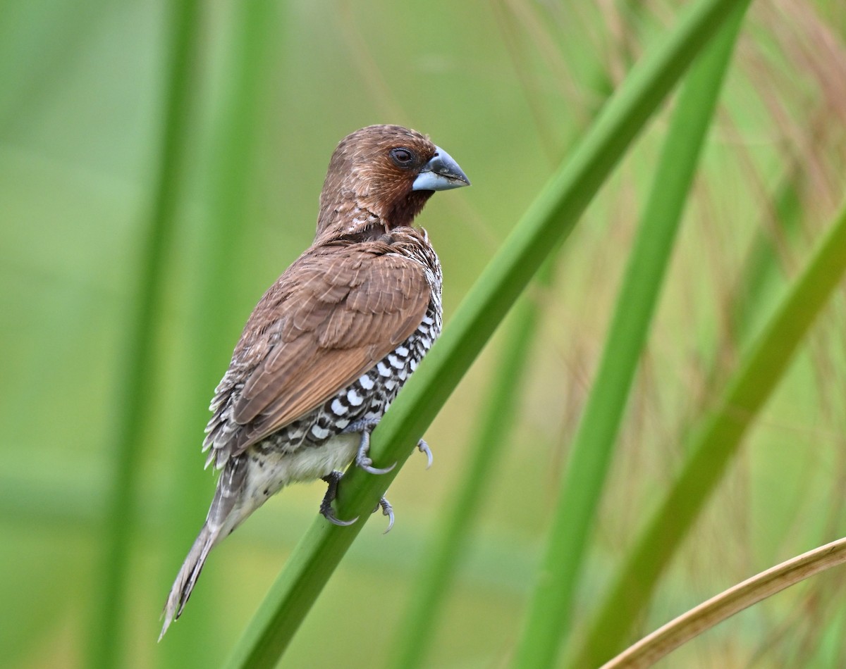 Scaly-breasted Munia - ML641963816