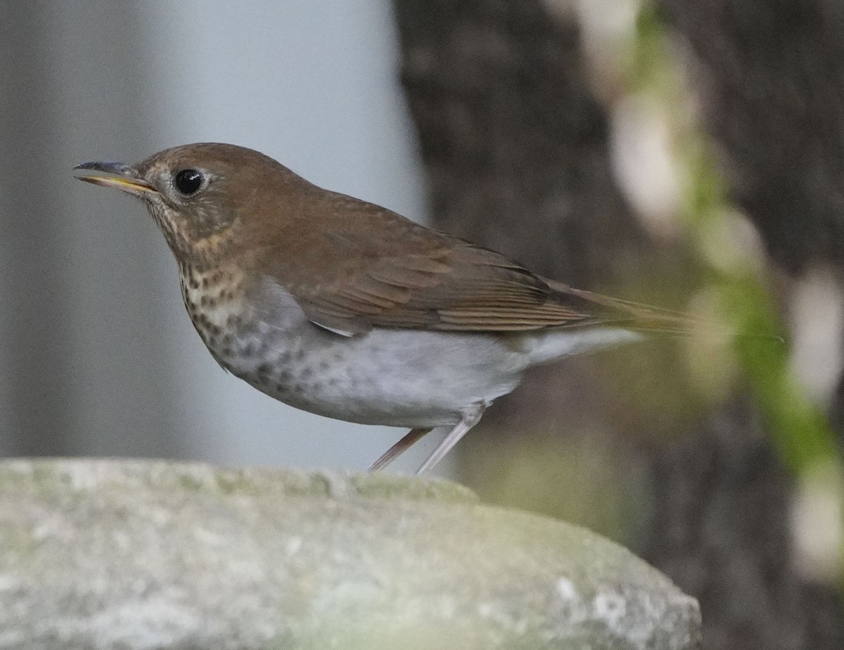 Veery - ML641963833