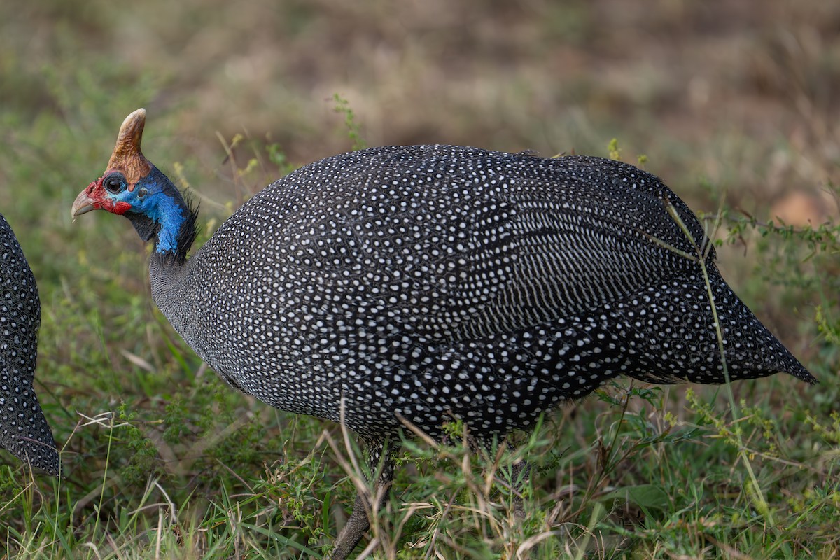 Helmeted Guineafowl - ML641963834