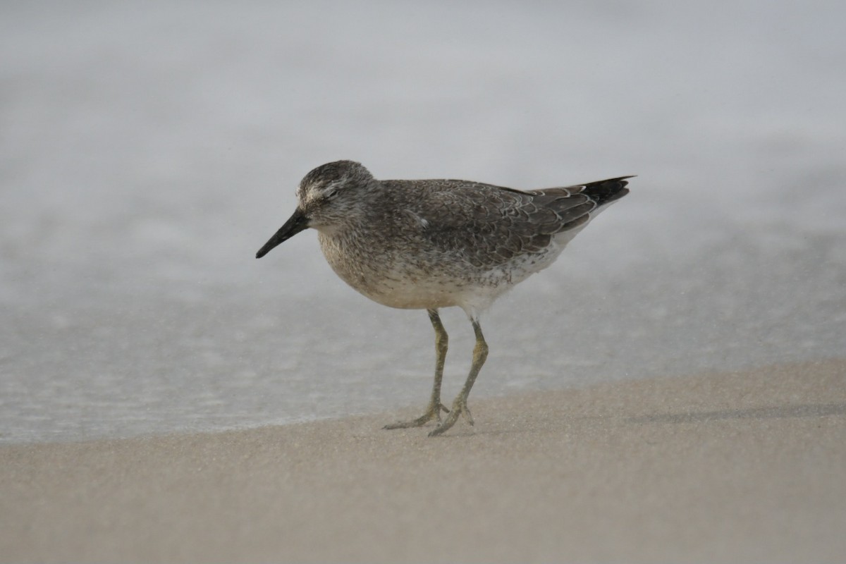 Red Knot - ML641963836