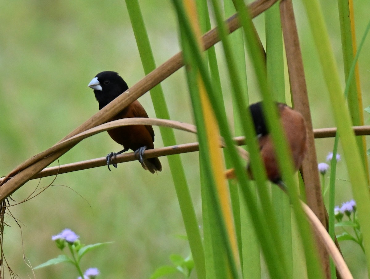 Chestnut Munia - ML641963838