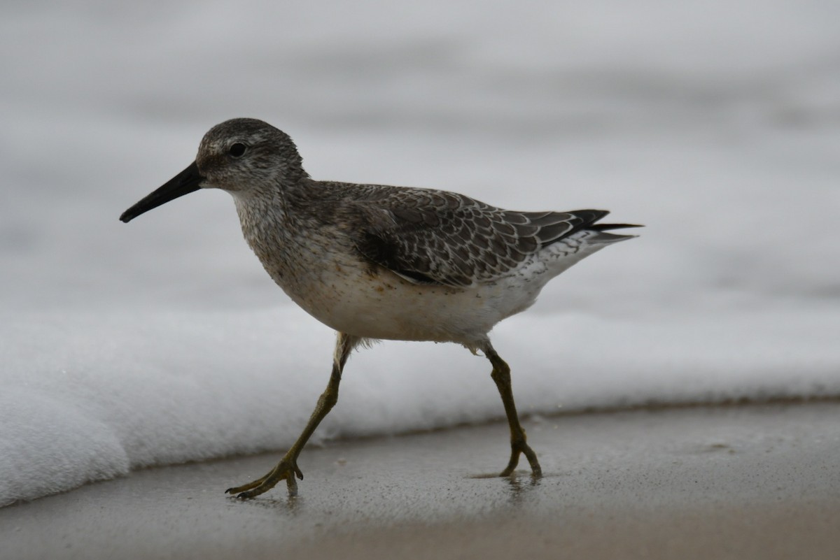 Red Knot - ML641963840